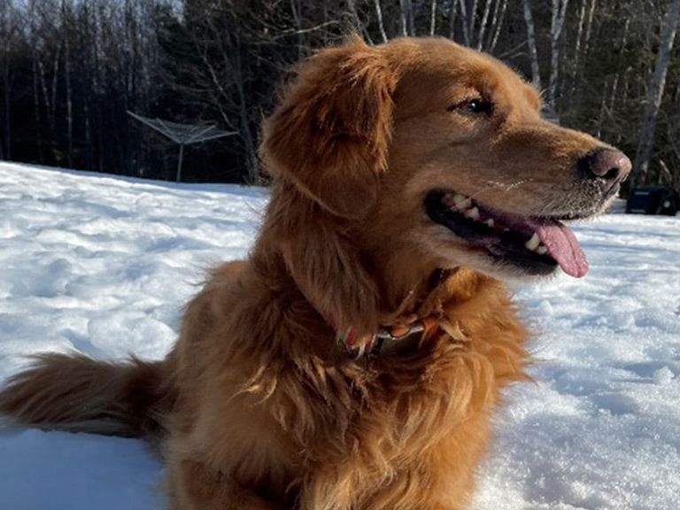 Holly the Golden Retriever